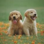 Adorable golden retriever puppies sitting in a field of flowers, enjoying a sunny day.